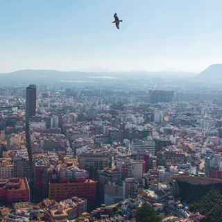 Fly on.
Alicante, Spain
#Alicante #cityscape #city #architecture #ig #photography #travel #Spain #landscape #photooftheday #travelphotography #cityview #sea #cityphotography #instagood #urban #sky #picoftheday #europe #wanderlust #nature #skyline #bird #fly #urbanphotography #up #travellovers #explore #view